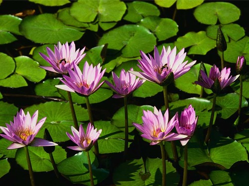 14-Water lilies-thumb-500x375-13.jpg